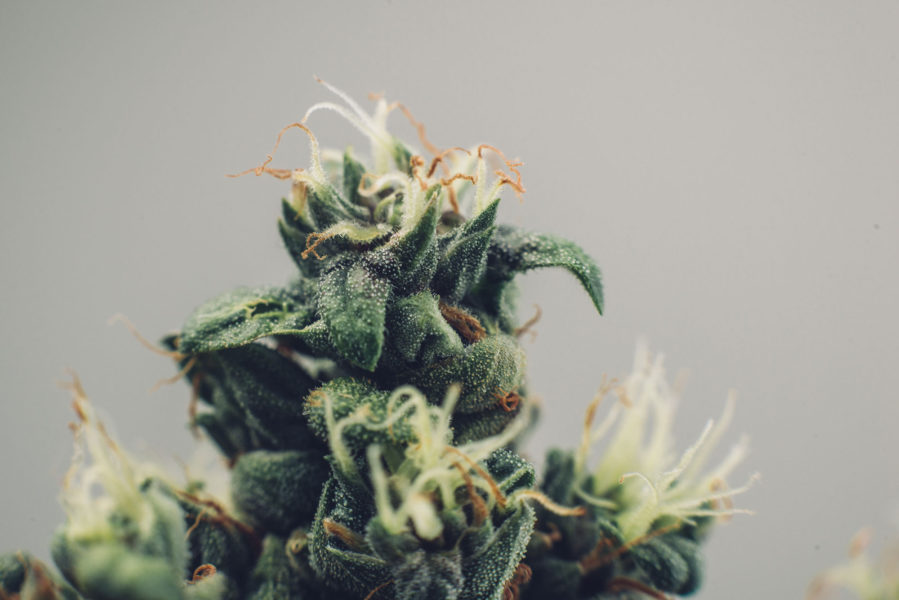 Nl plant