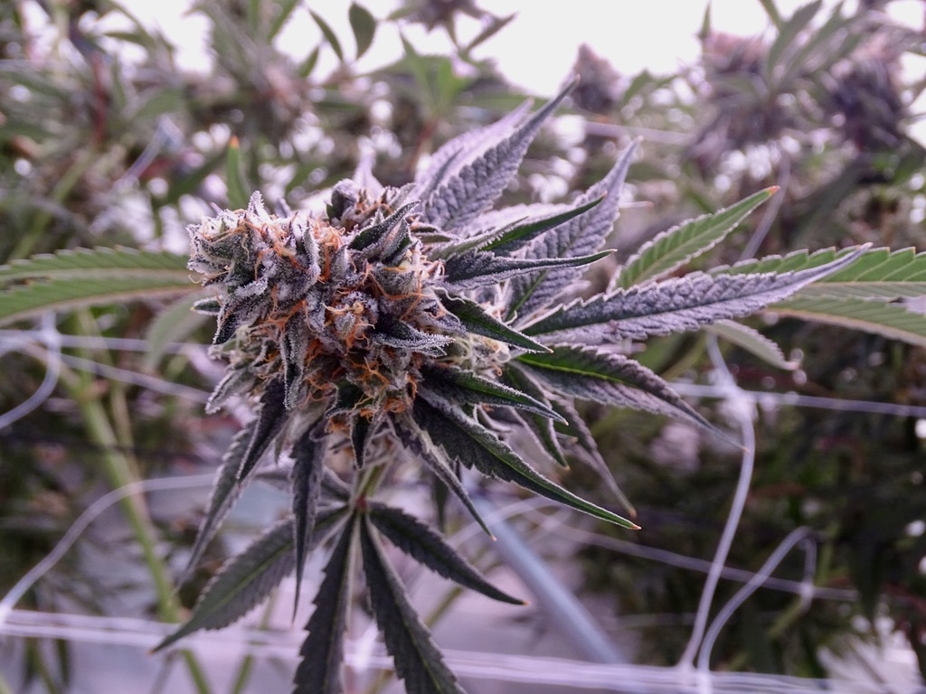 276 F249 D 02 C9 45 E5 B69 D 874 EED0 C866 A 1 105 c 1